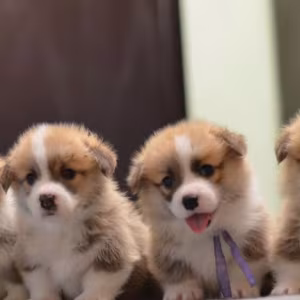 Corgi Puppies for Sale in Michigan (MI)