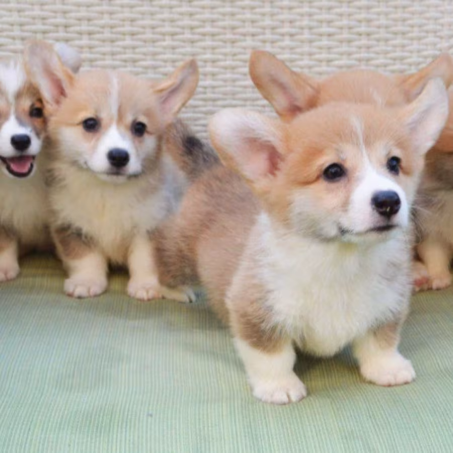 Corgi Puppies for Sale in Michigan (MI)