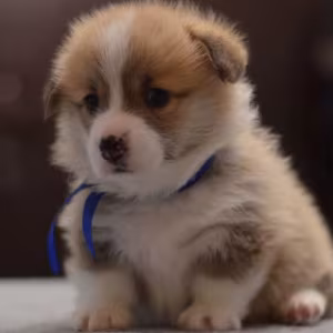 Corgi Puppies for Sale in Michigan (MI)