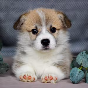 Pembroke Corgi Female Puppy Looking for a Home in New York (NY)