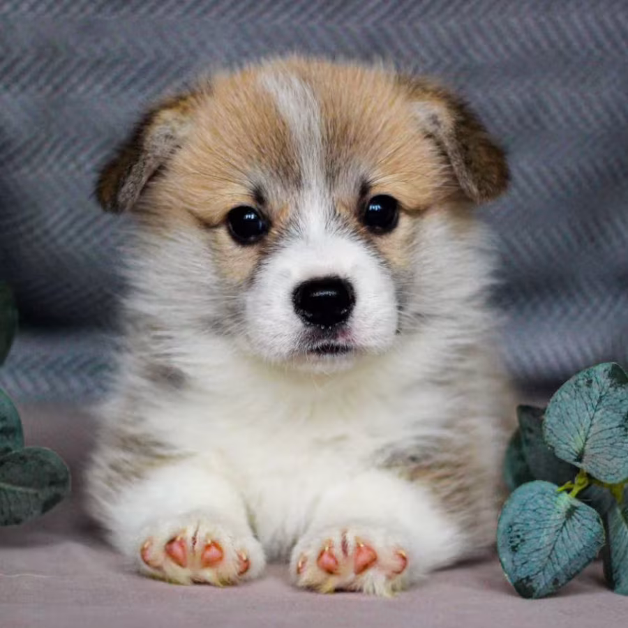 Pembroke Corgi Female Puppy Looking for a Home in New York (NY)