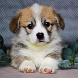 Pembroke Corgi Female Puppy Looking for a Home in New York (NY)