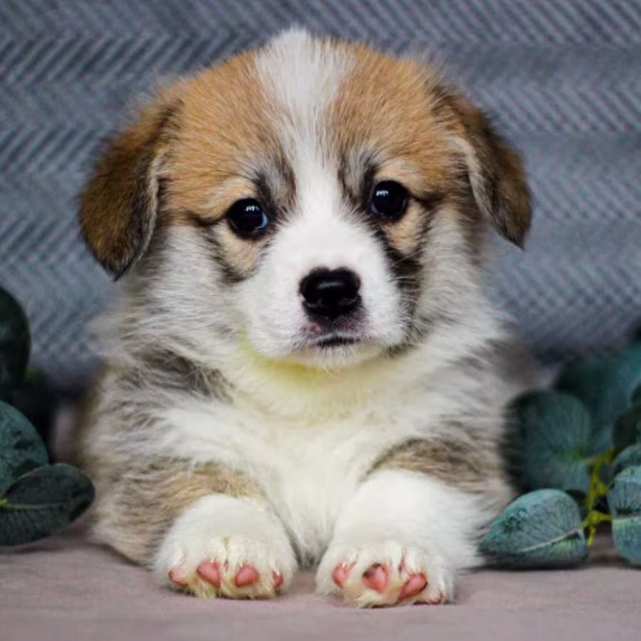 Pembroke Corgi Female Puppy Looking for a Home in New York (NY)