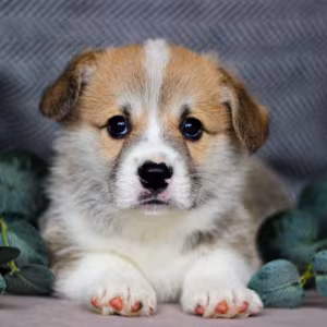 Pembroke Corgi Female Puppy Looking for a Home in New York (NY)