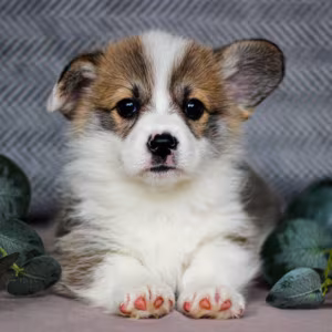 Pembroke Corgi Female Puppy Looking for a Home in New York (NY)