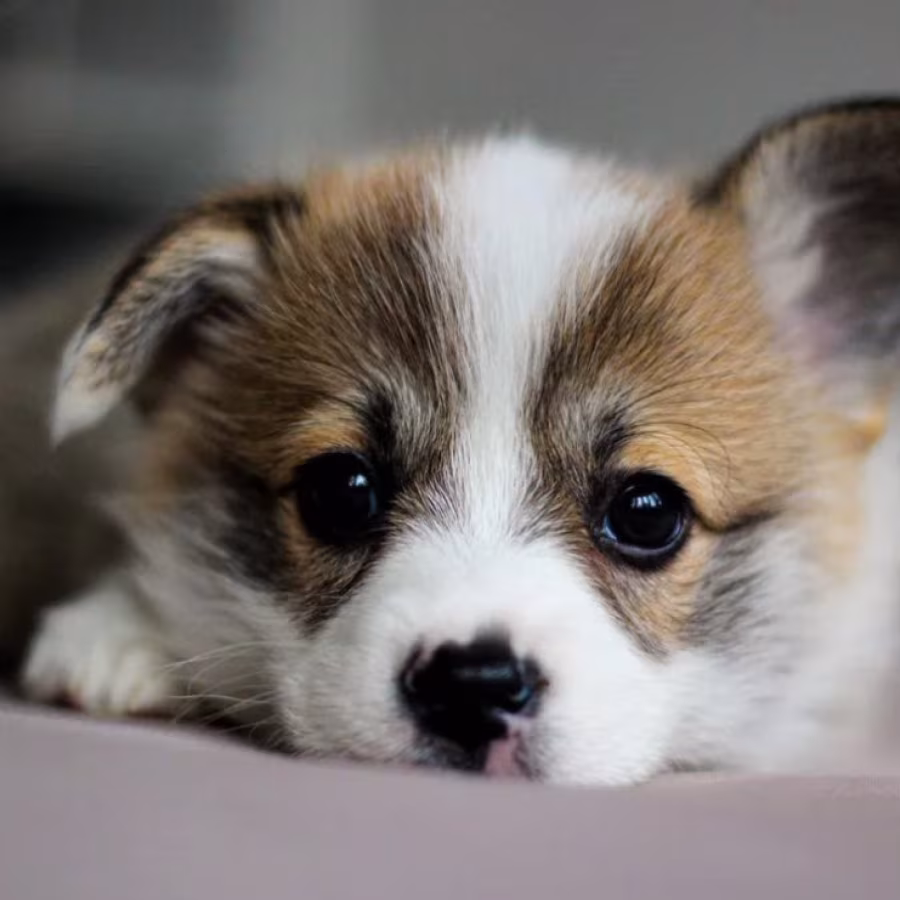 Pembroke Corgi Female Puppy Looking for a Home in New York (NY)