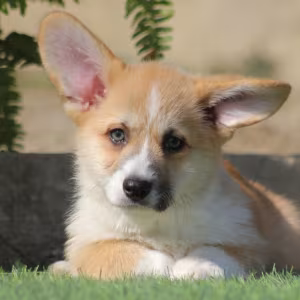 Male Cardigan Corgi, 12 Weeks Old, Looking for a New Home in Florid...
