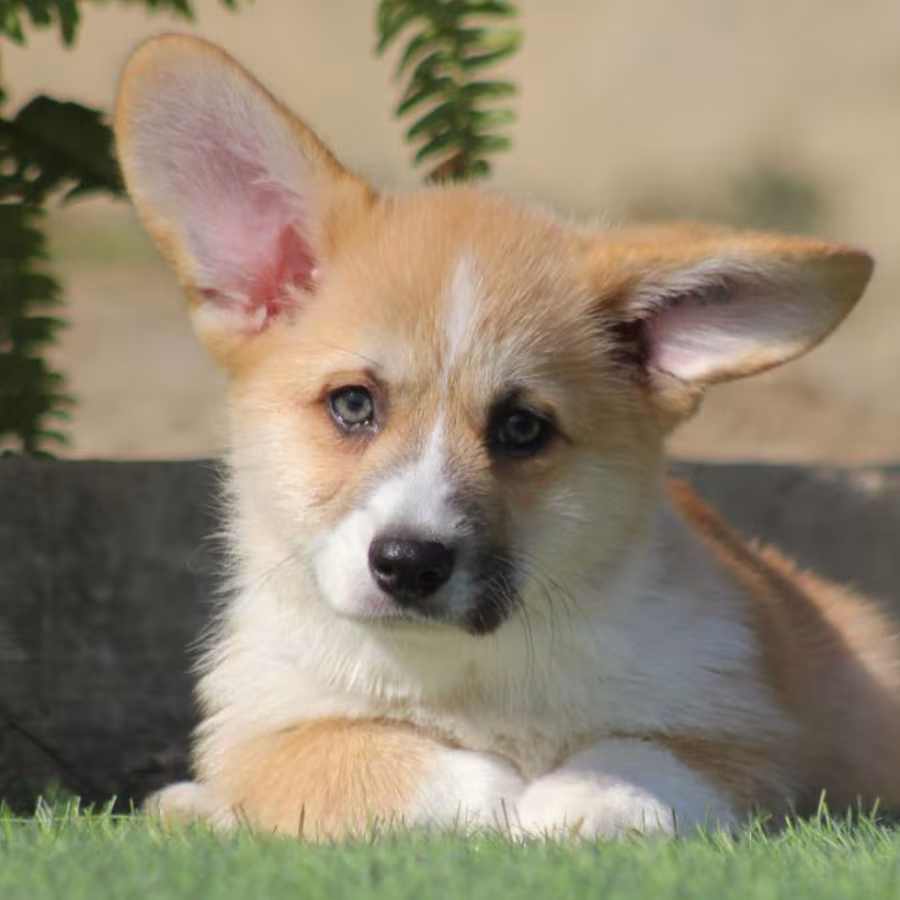 Male Cardigan Corgi, 12 Weeks Old, Looking for a New Home in Florid...