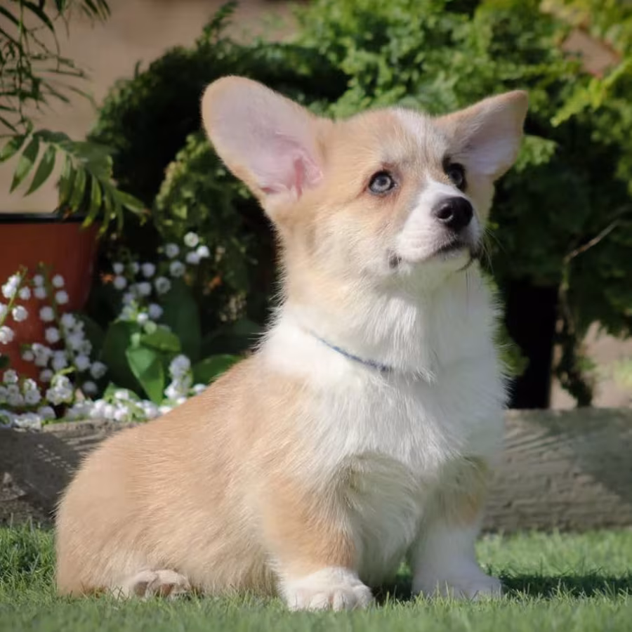 Male Cardigan Corgi, 12 Weeks Old, Looking for a New Home in Florid...