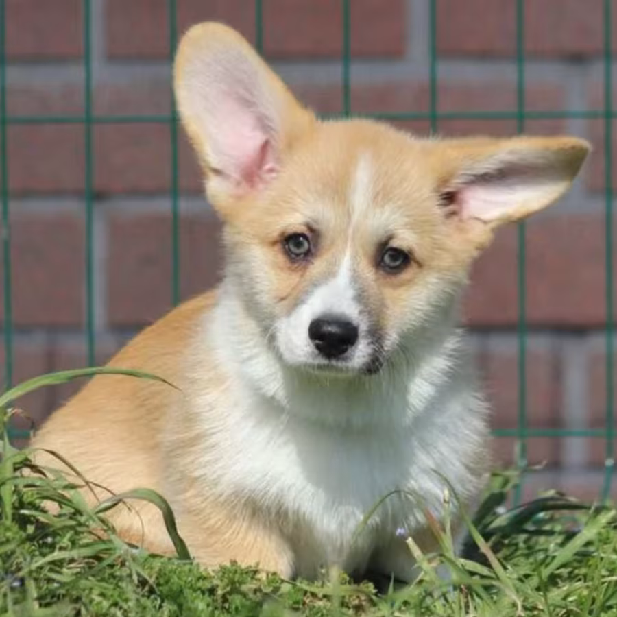 Male Cardigan Corgi, 12 Weeks Old, Looking for a New Home in Florid...