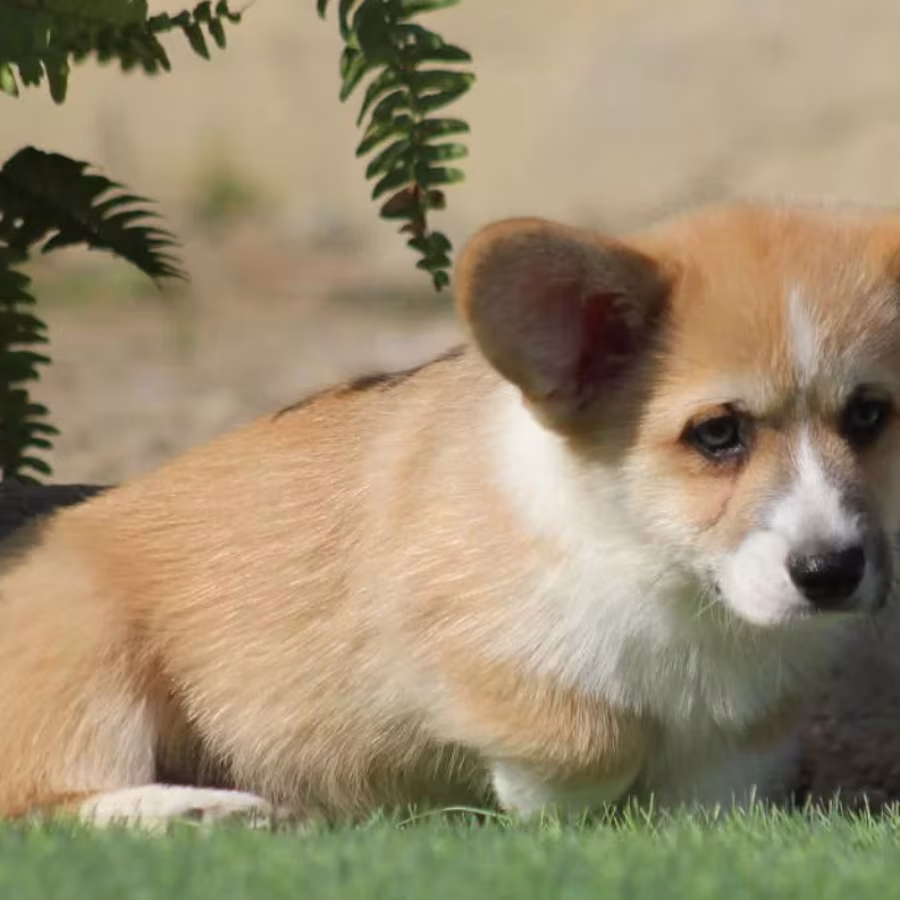 Male Cardigan Corgi, 12 Weeks Old, Looking for a New Home in Florid...