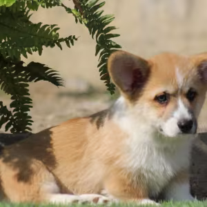 Male Cardigan Corgi, 12 Weeks Old, Looking for a New Home in Florid...