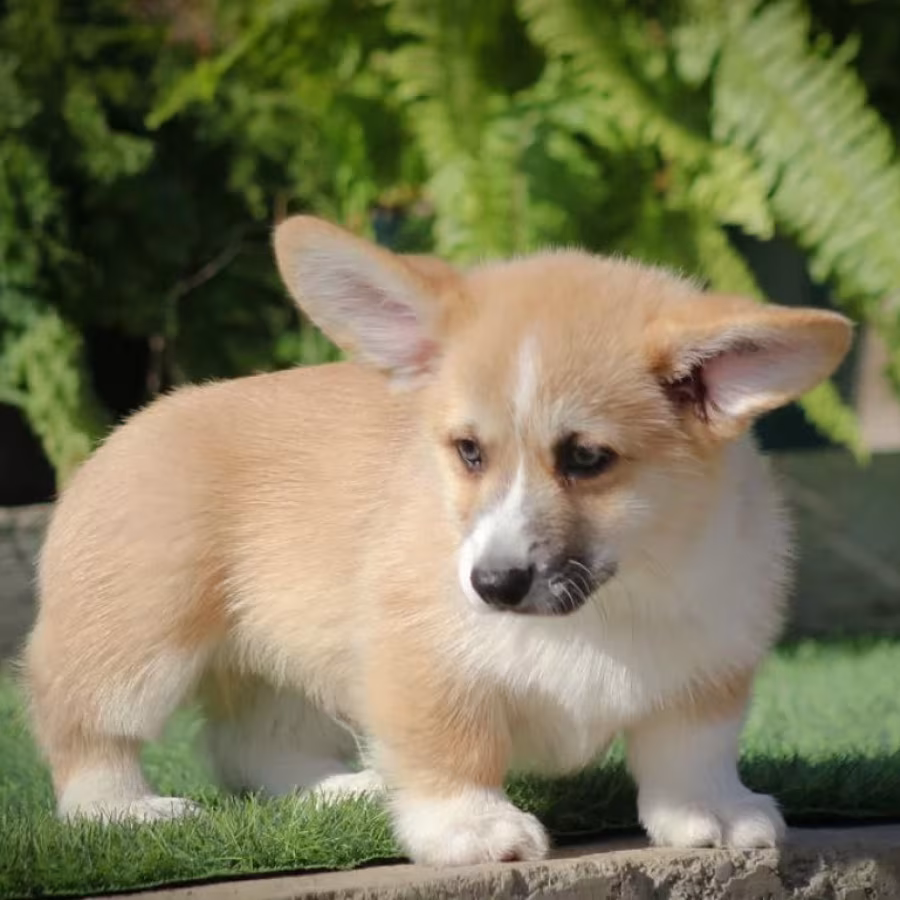 Male Cardigan Corgi, 12 Weeks Old, Looking for a New Home in Florid...