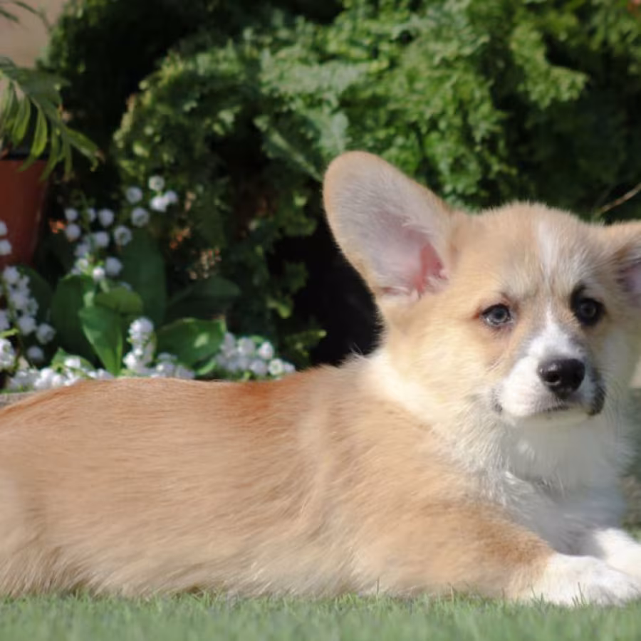 Male Cardigan Corgi, 12 Weeks Old, Looking for a New Home in Florid...