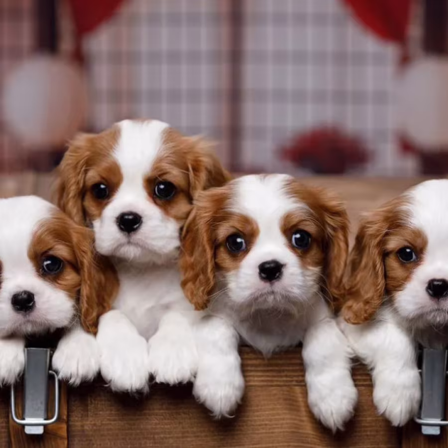 Cavalier King Charles Spaniel Puppies for Sale in Arizona (AZ)