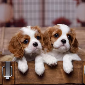 Cavalier King Charles Spaniel Puppies for Sale in Arizona (AZ)