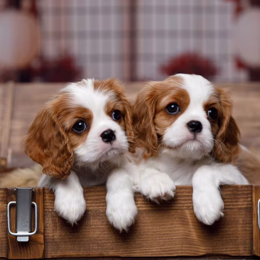 Cavalier King Charles Spaniel Puppies for Sale in Arizona (AZ)