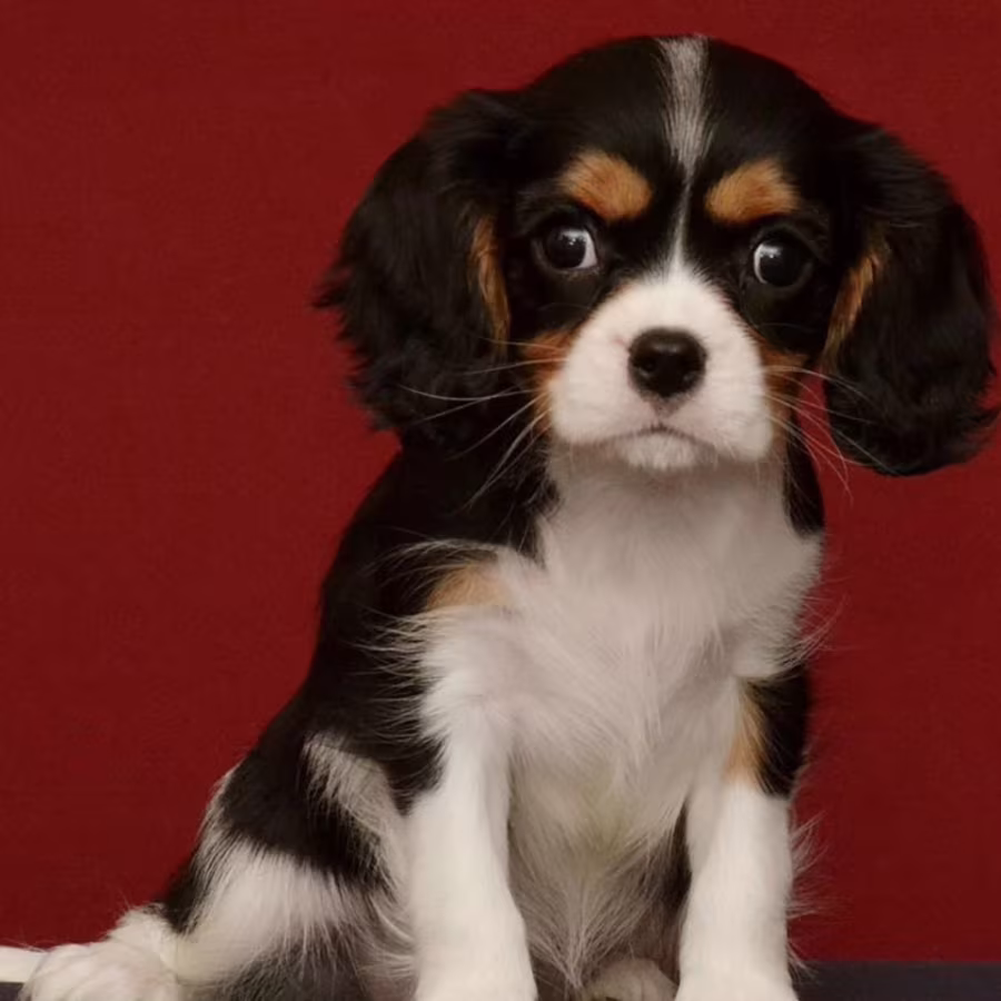 Female Cavalier King Charles Spaniel Looking for a New Home in Mich...