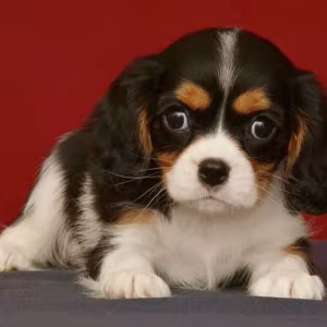 Female Cavalier King Charles Spaniel Looking for a New Home in Mich...