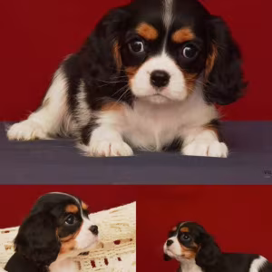 Female Cavalier King Charles Spaniel Looking for a New Home in Mich...