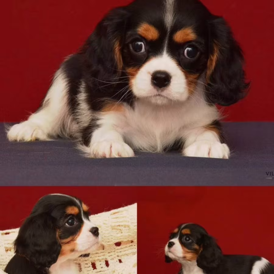 Female Cavalier King Charles Spaniel Looking for a New Home in Mich...