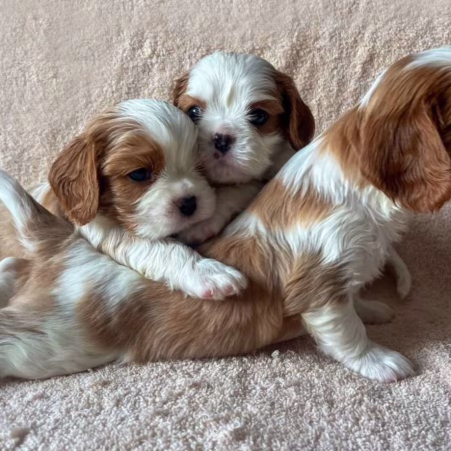 Bring Home Happiness! Cavalier King Charles Spaniël Puppies for Sal...