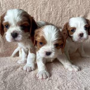 Bring Home Happiness! Cavalier King Charles Spaniël Puppies for Sal...