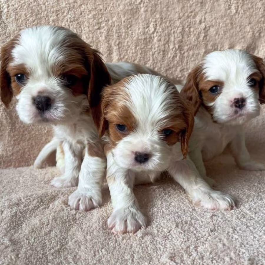 Bring Home Happiness! Cavalier King Charles Spaniël Puppies for Sal...