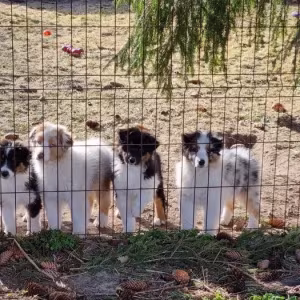 Professional Australian Shepherd Kennel