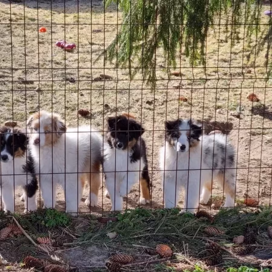 Professional Australian Shepherd Kennel