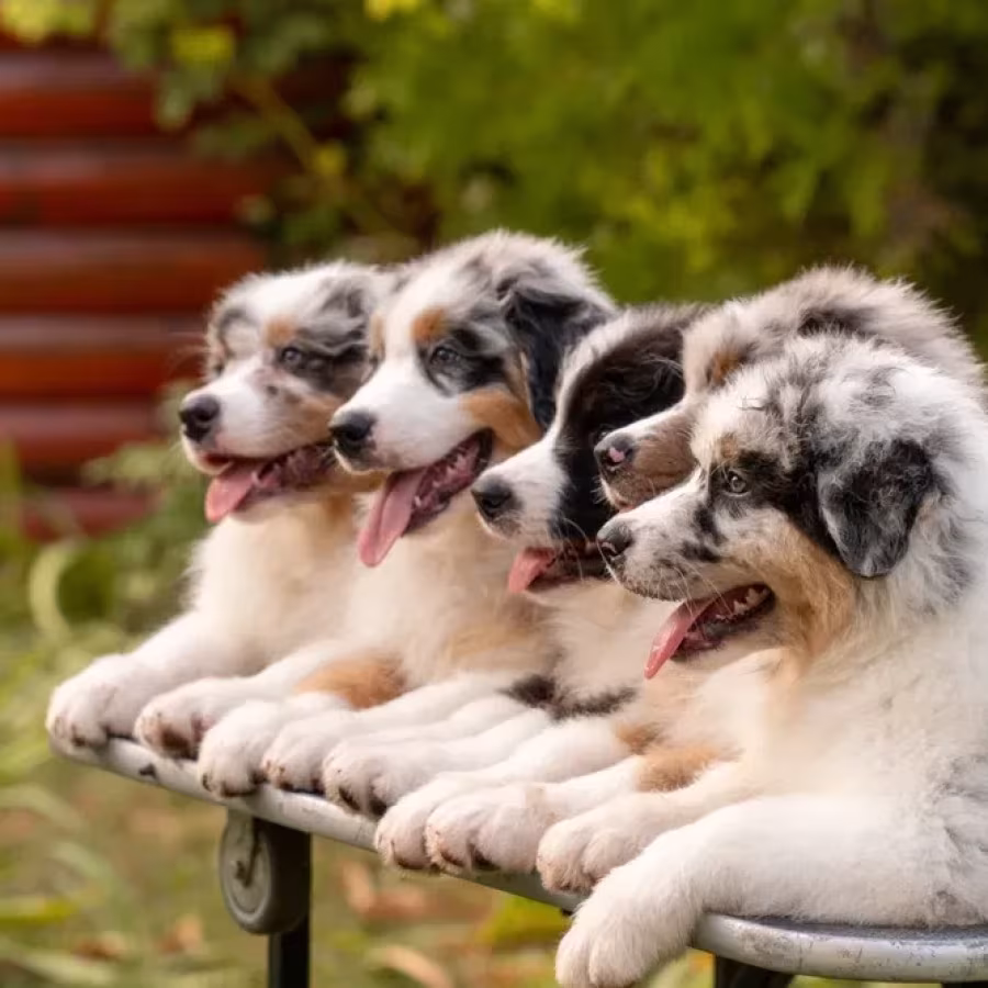 Professional Australian Shepherd Kennel