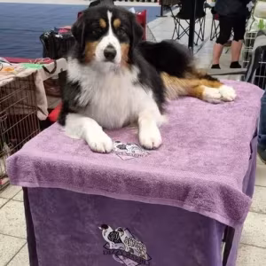 Professional Australian Shepherd Kennel