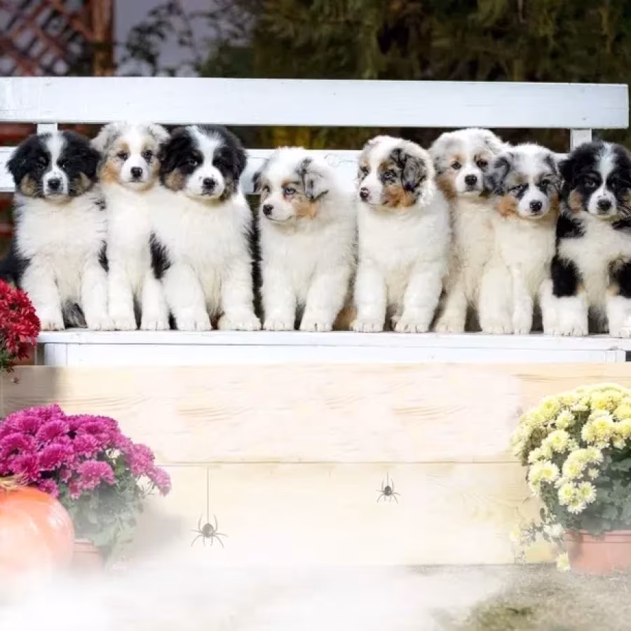 Professional Australian Shepherd Kennel