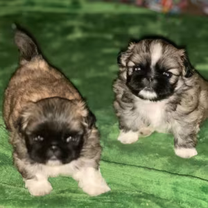 Two Male Pekingese Puppies for Sale in Texas (TX)