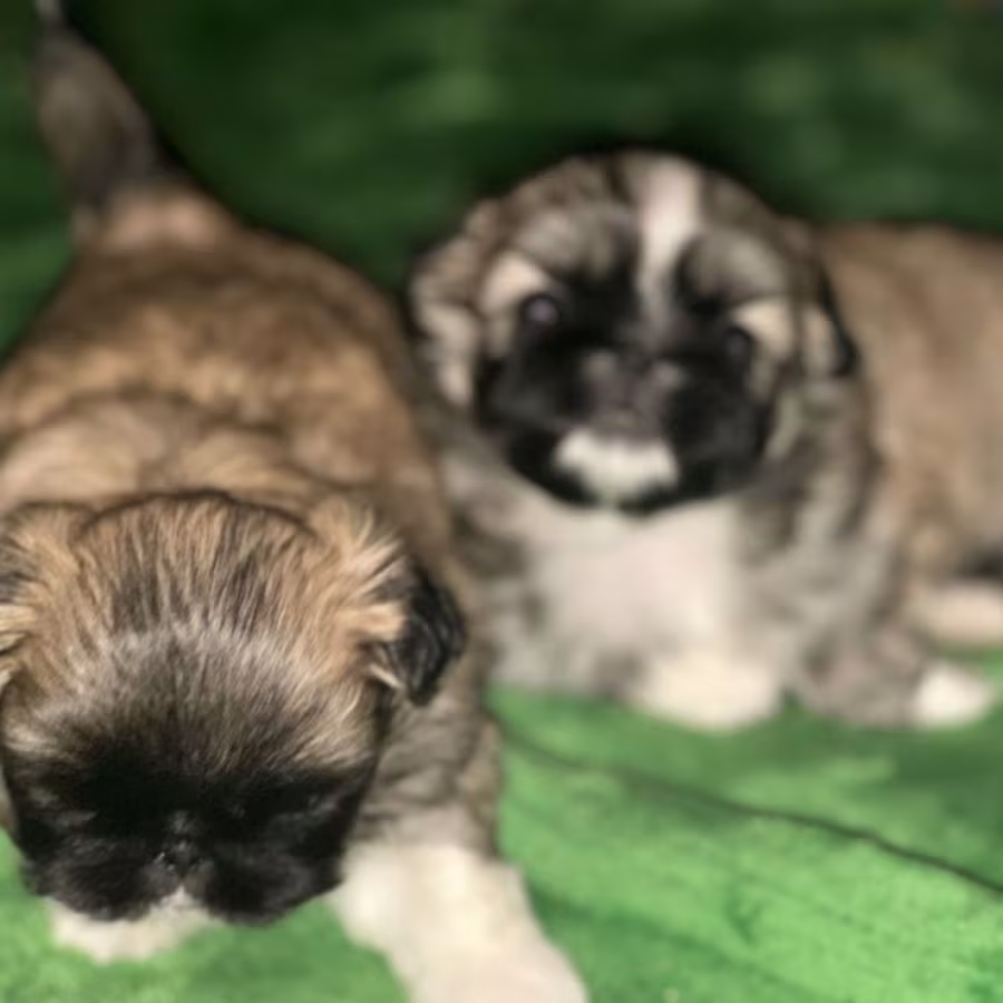 Two Male Pekingese Puppies for Sale in Texas (TX)