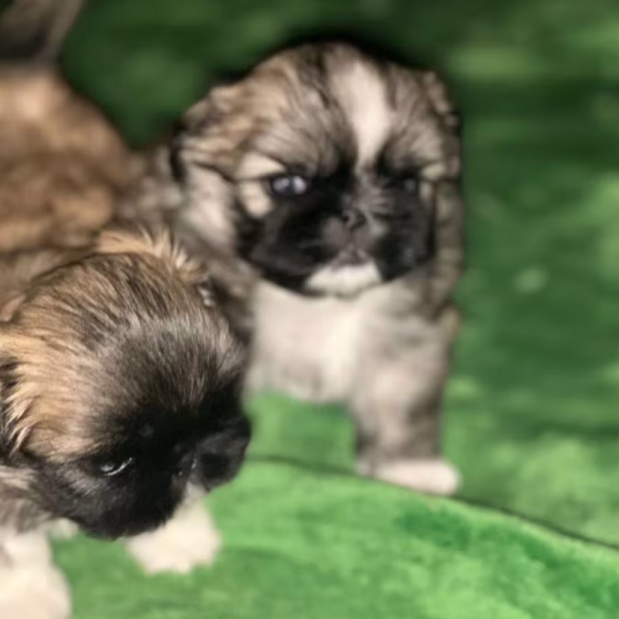 Two Male Pekingese Puppies for Sale in Texas (TX)