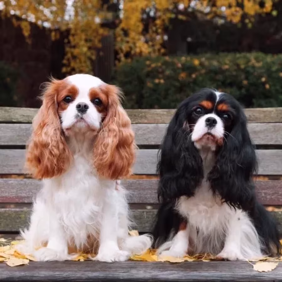 Adorable King Charles Spaniel Puppies for Sale!