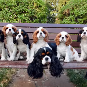 Adorable King Charles Spaniel Puppies for Sale!