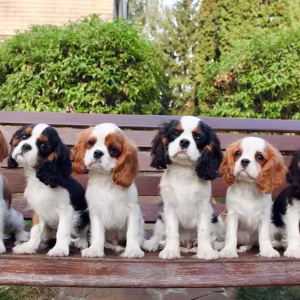 Adorable King Charles Spaniel Puppies for Sale!