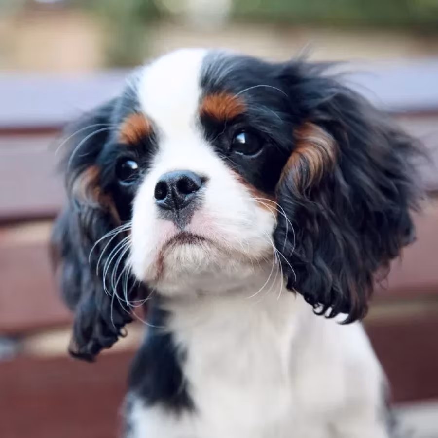 Adorable King Charles Spaniel Puppies for Sale!