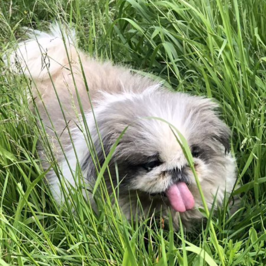 Female Pekingese Puppy Looking for a Home in Massachusetts (MA)