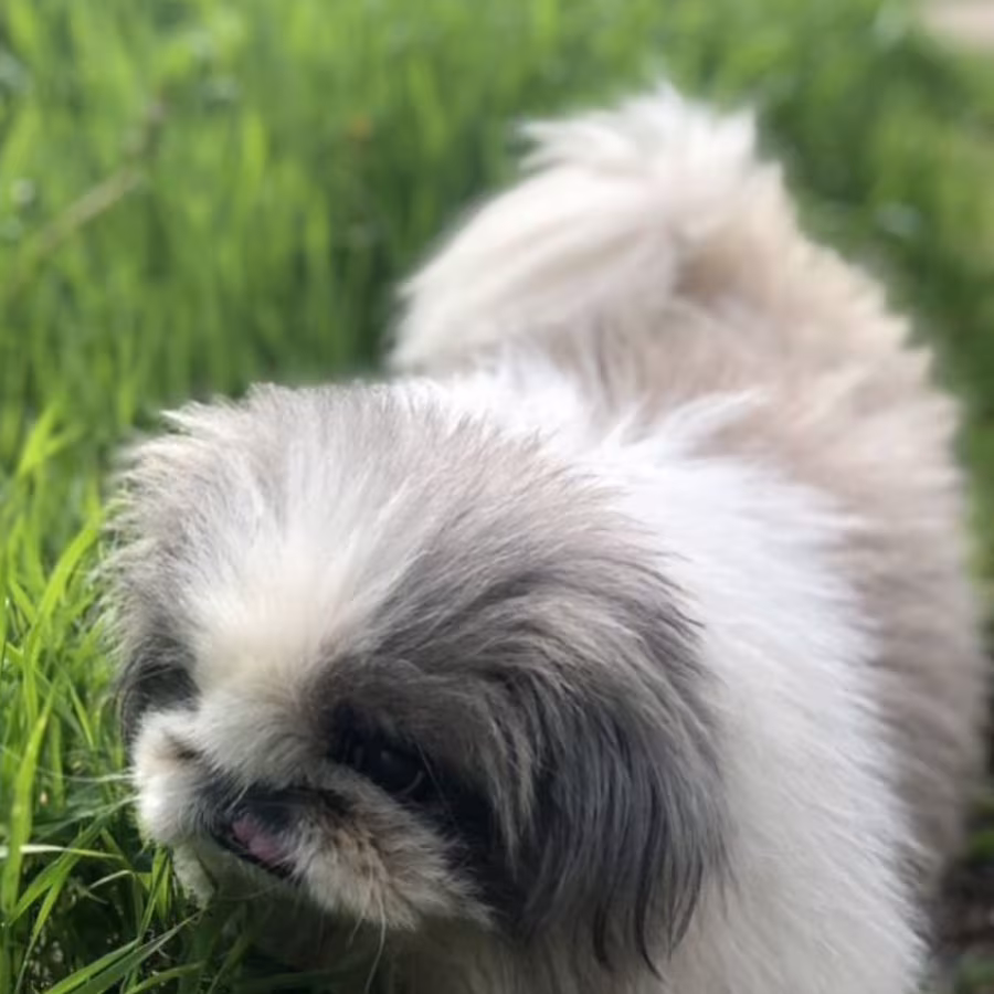 Female Pekingese Puppy Looking for a Home in Massachusetts (MA)