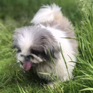 Female Pekingese Puppy Looking for a Home in Massachusetts (MA)