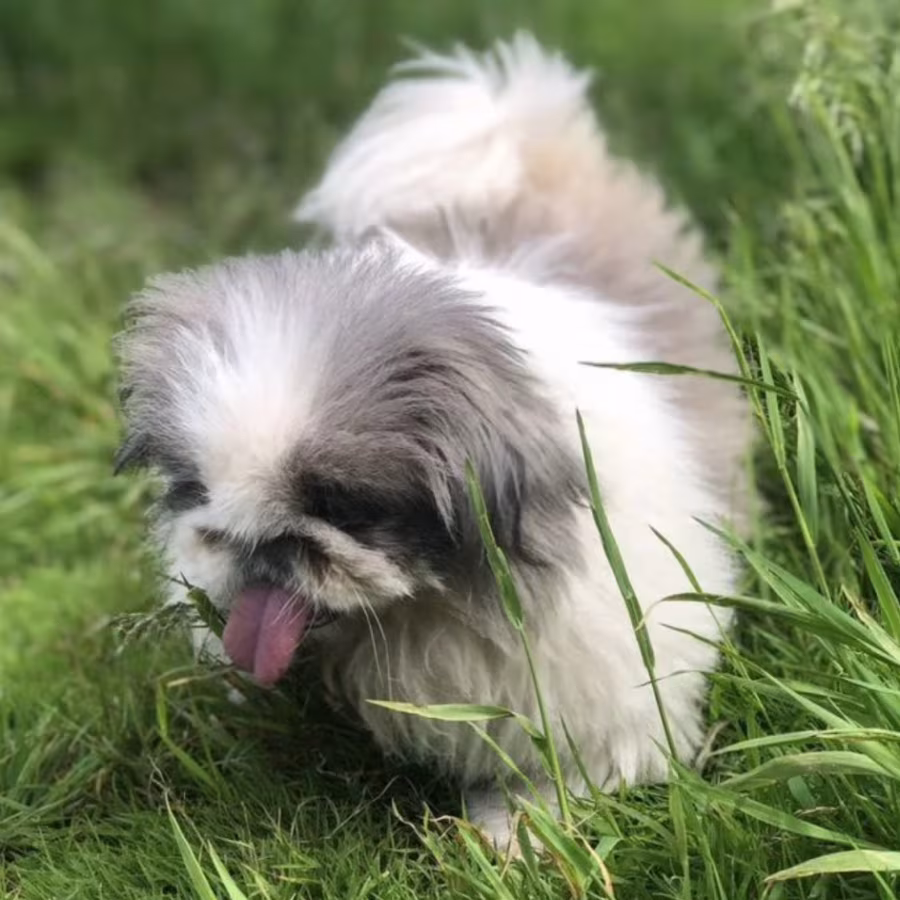 Female Pekingese Puppy Looking for a Home in Massachusetts (MA)