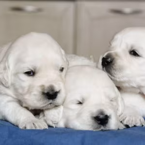 Golden Retriever Puppies for Sale in California (CA)