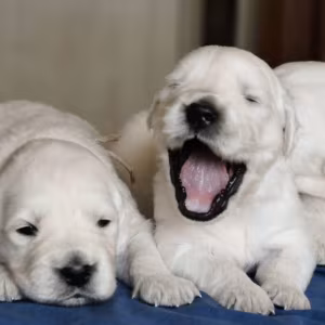 Golden Retriever Puppies for Sale in California (CA)