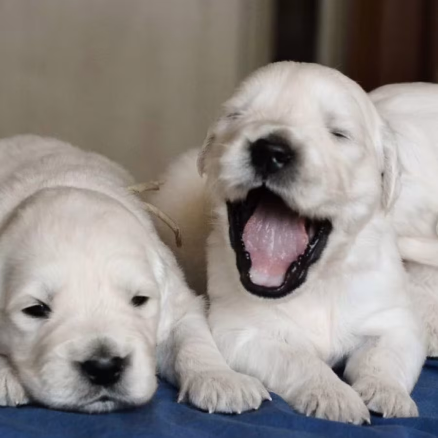 Golden Retriever Puppies for Sale in California (CA)