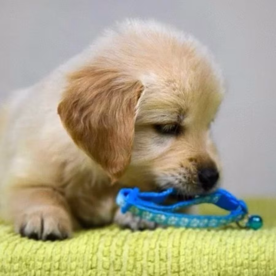 Female Golden Retriever Puppy for Sale New York (NY)
