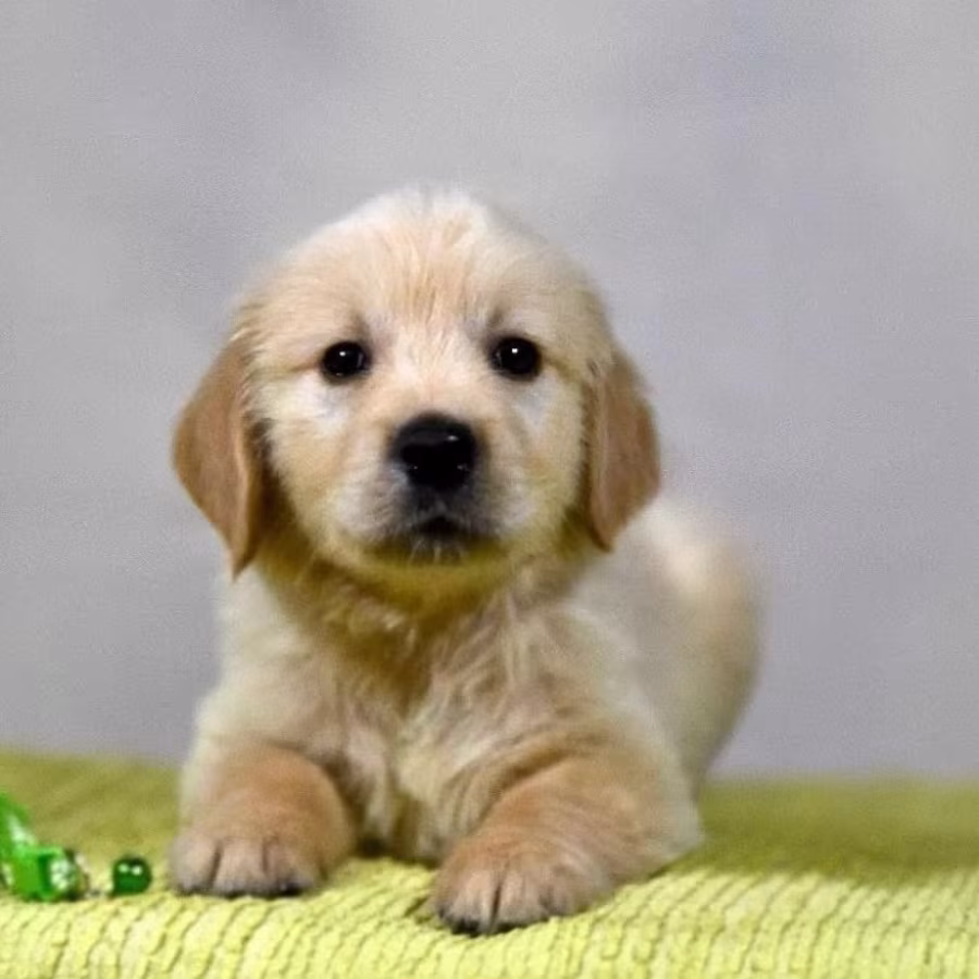 Female Golden Retriever Puppy for Sale New York (NY)