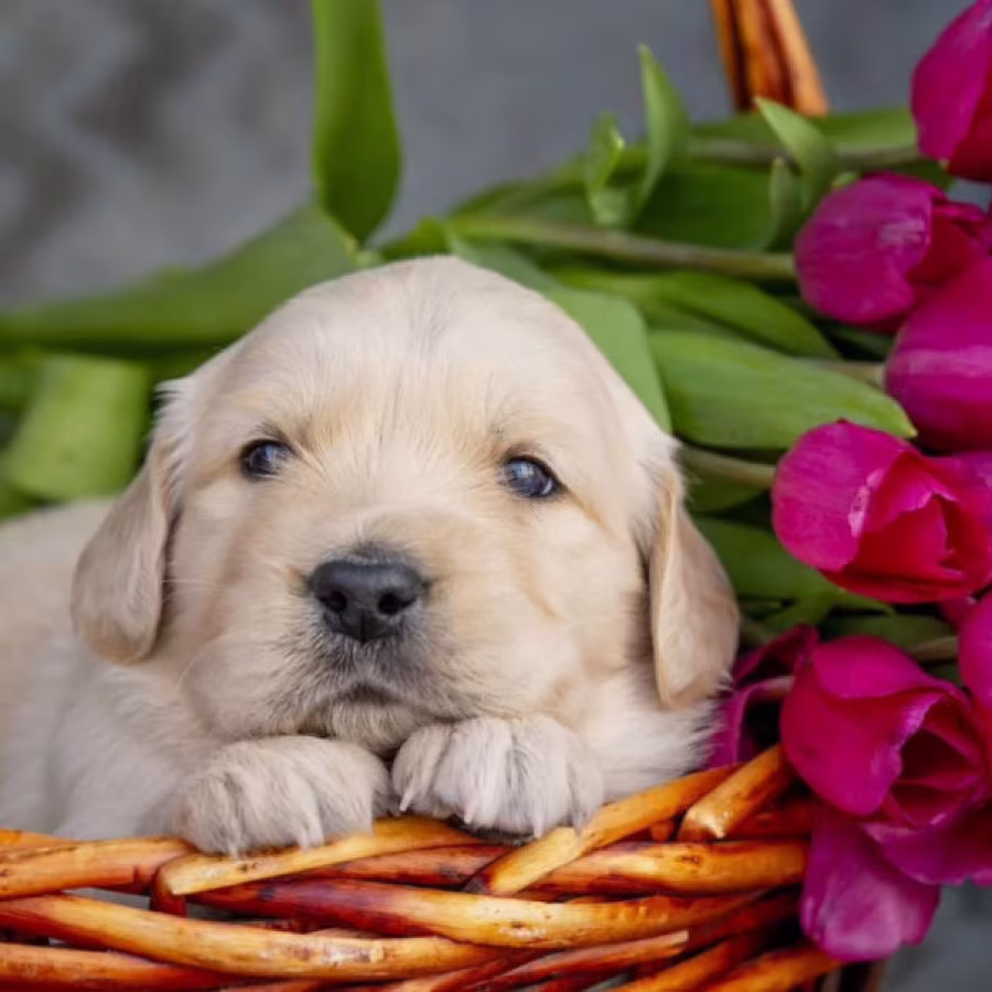 Two Golden Retriever Puppies Looking for a Home in Illinois (IL)